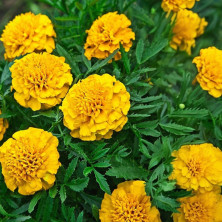 Бархатцы отклоненные Фестиваль - 1 гр.