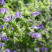 Иссоп Лекарь - 1 гр.