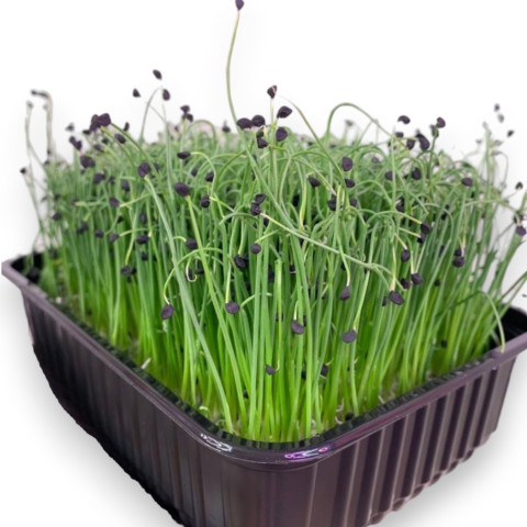 Лук шнитт - 200 гр.